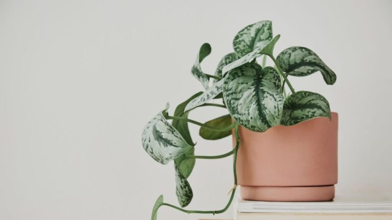 5 Rostliny, Které Omezují Prosperitu ve Vašem Domově
