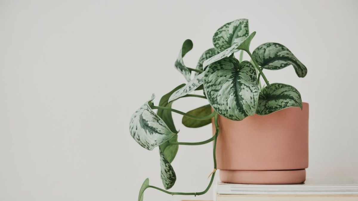 5 Rostliny, Které Omezují Prosperitu ve Vašem Domově