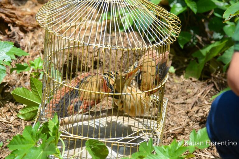 BARRA DO PIRAÍ: Historický Záznam Socoí-Amarelo