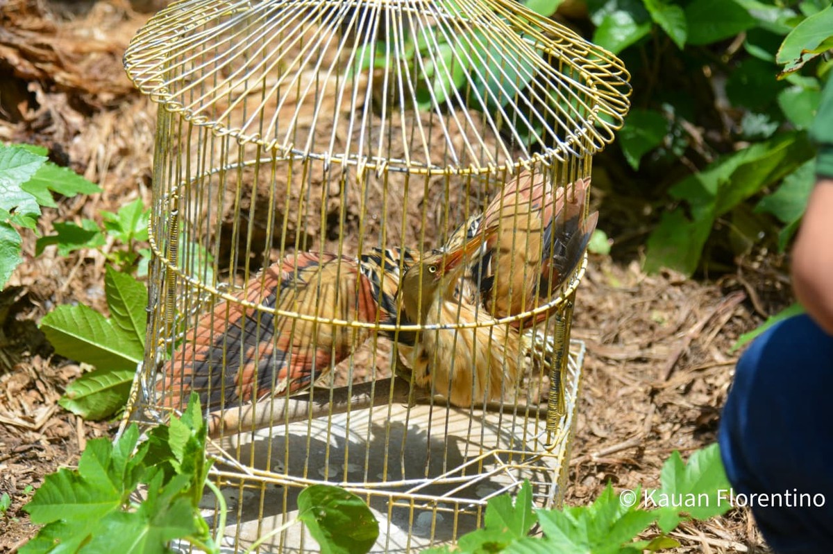 BARRA DO PIRAÍ: Historický Záznam Socoí-Amarelo
