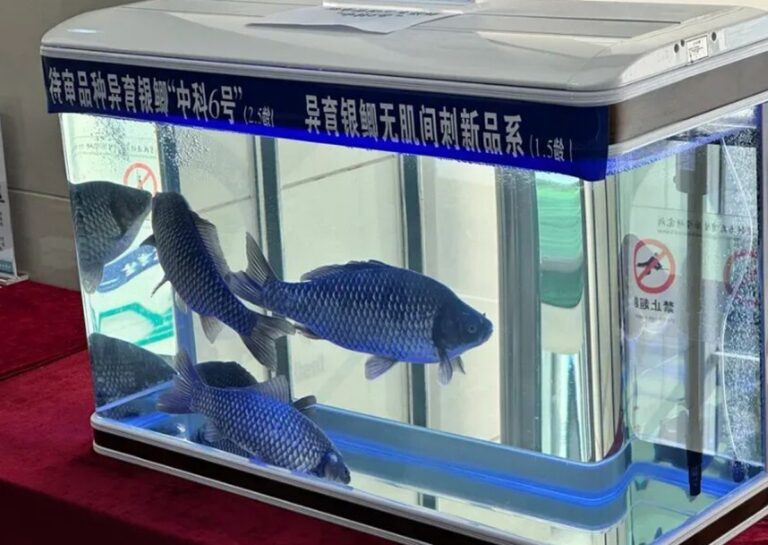 Čínský tým vyvinul rybu bez trnů pomocí technologie genetického inženýrství