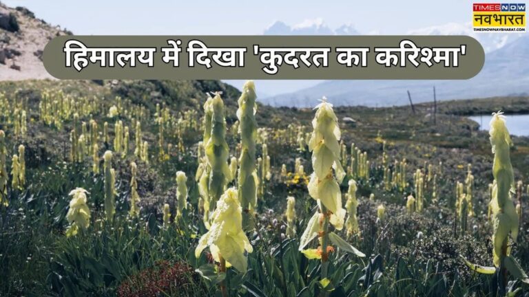 Co je "Sikkim Sundari"? Přírodní zázrak Himalájí po 30 letech