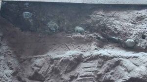 Dvě dinosaurí vejce z Číny rozšiřují znalosti o reprodukci dinosaurů