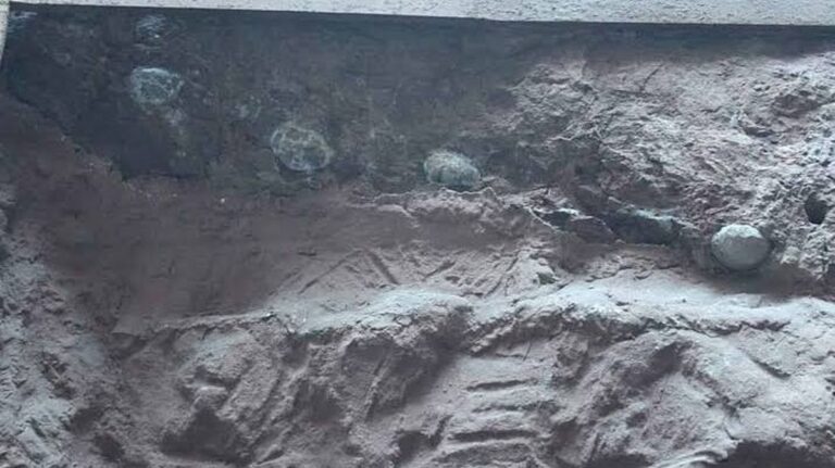 Dvě dinosaurí vejce z Číny rozšiřují znalosti o reprodukci dinosaurů