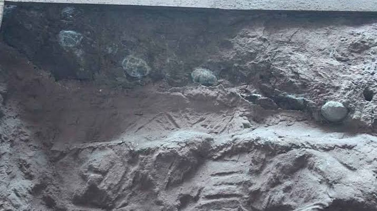 Dvě dinosaurí vejce z Číny rozšiřují znalosti o reprodukci dinosaurů