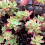 Fenomeno zčervenání Sedum: Jak a proč se barva mění