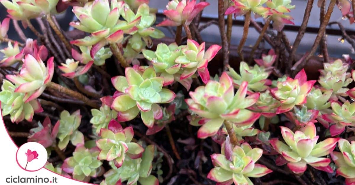 Fenomeno zčervenání Sedum: Jak a proč se barva mění
