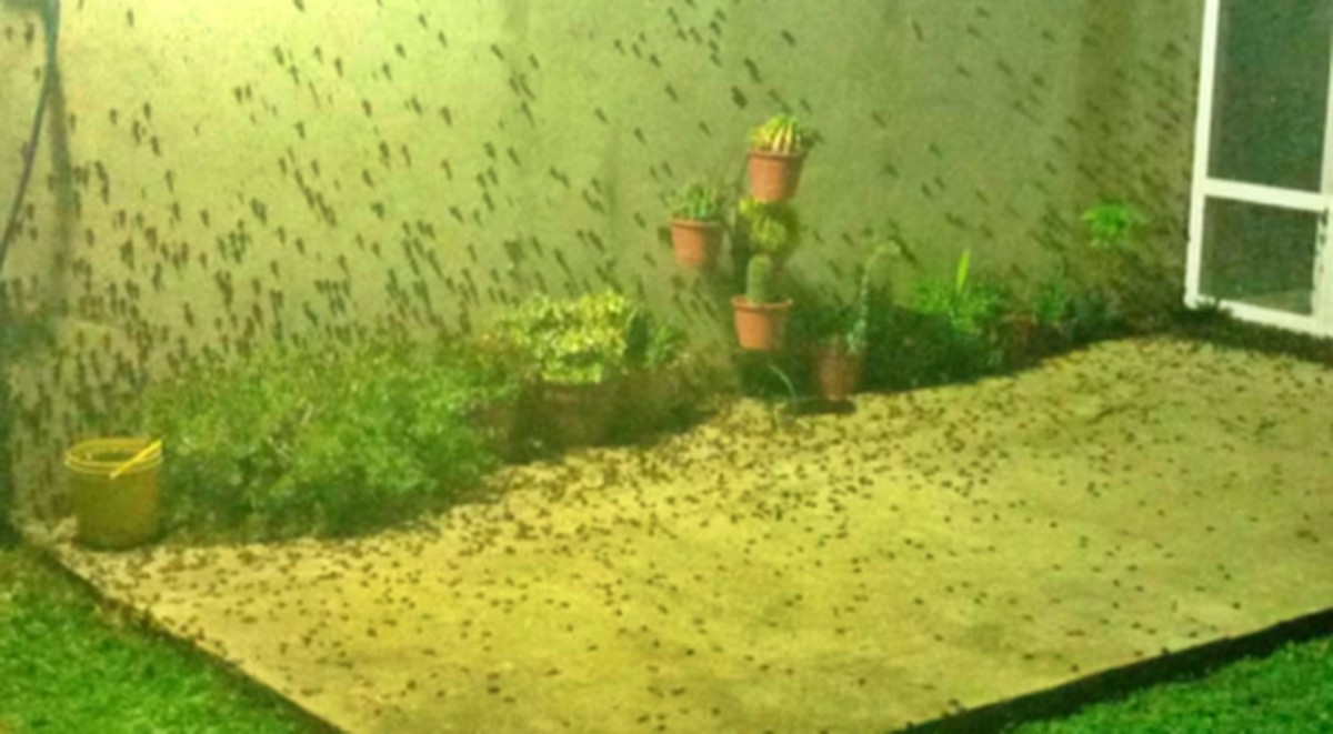 Gigantické vodní štěnice: Fenomén, který opět upoutal pozornost v Campaně