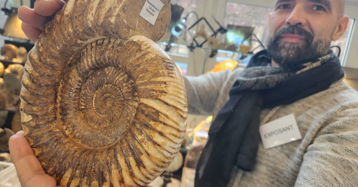 Haguenau: Hledání fosilií, stále náročnější honba za poklady