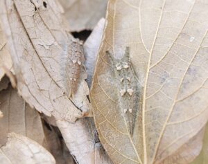 Hlava: Objev dvou zimujících housenek specifického invazivního druhu v Japonsku