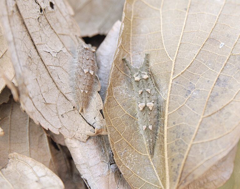 Hlava: Objev dvou zimujících housenek specifického invazivního druhu v Japonsku