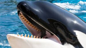 Identifikace zvuků iberských kosatek ve Gibraltarské úžině