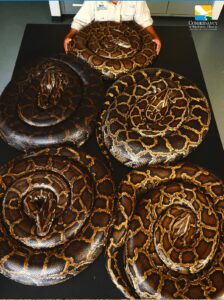 Invazivní Barmští pytlové a jejich dopad na šíření rostlin na Floridě