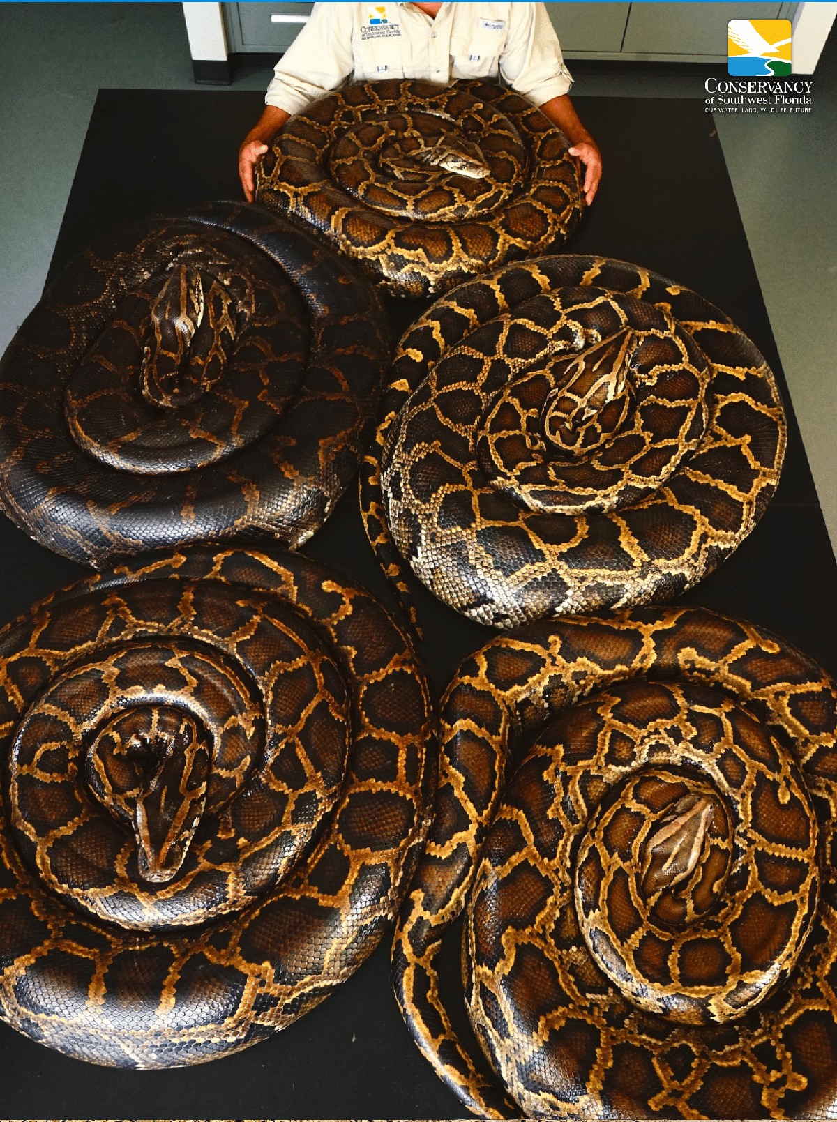 Invazivní Barmští pytlové a jejich dopad na šíření rostlin na Floridě