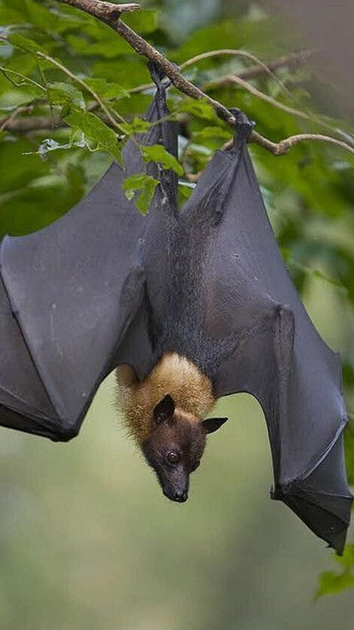 Jak netopýři využívají svou speciální anatomii k přežití