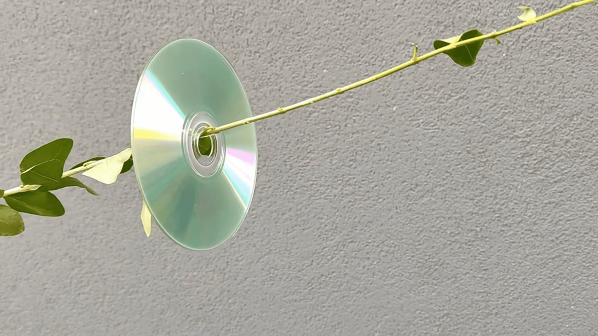 Jak ochránit zahradu před ptáky pomocí CD disků