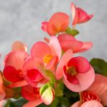 Jak udržet begónii během zimy pro krásné jarní květy