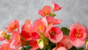 Jak udržet begónii během zimy pro krásné jarní květy