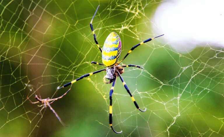 Jorō pavouk: Nový invazivní druh v USA