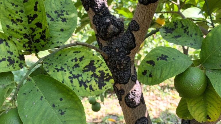 Limonovník: Co znamenají černé skvrny na jeho listech a plodech a jak s tím zacházet