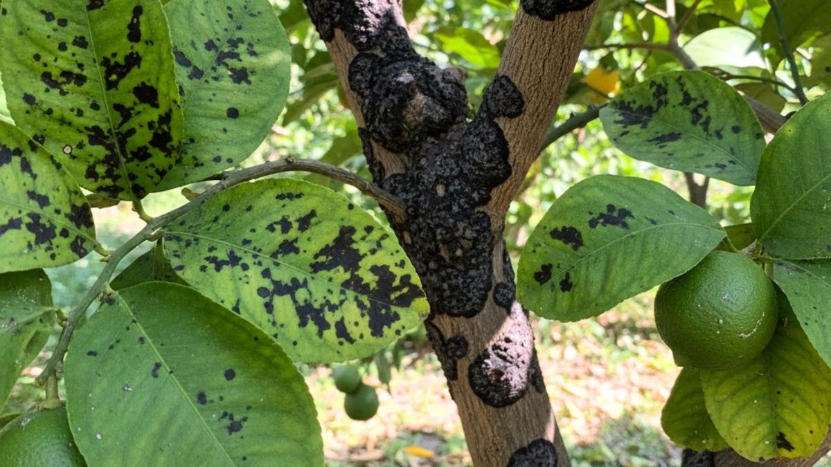 Limonovník: Co znamenají černé skvrny na jeho listech a plodech a jak s tím zacházet