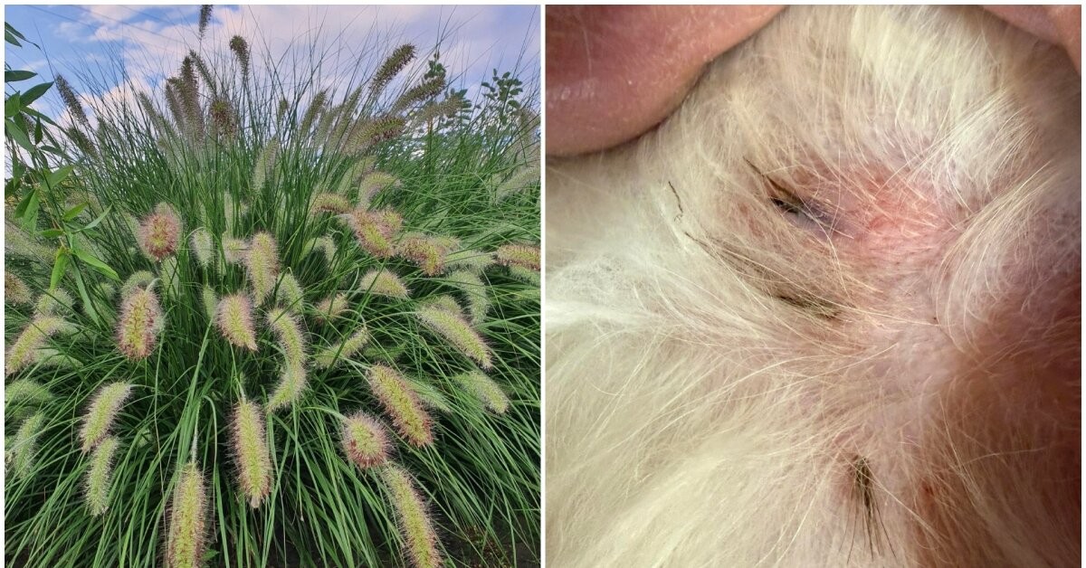 Nebezpečné traviny a jejich vliv na domácí zvířata