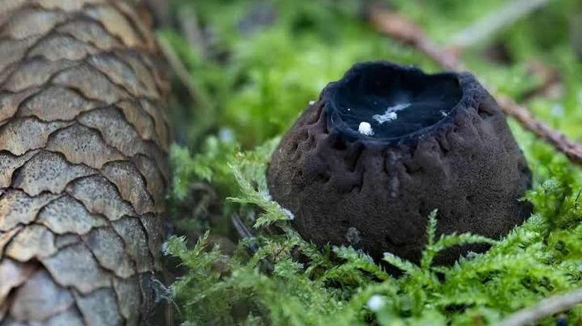 Neįprasta grybų rūšis Lietuvoje: Paprastasis taukius
