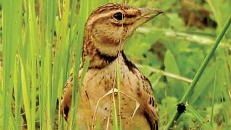 Objev bima kulatého: Nový druh ptáka v Keralu