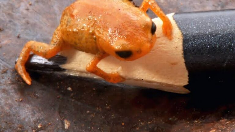 Objev Brachycephalus lulai: Nový druh miniaturizované žáby v Brazílii