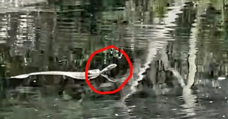 Objevení Kobra královské, vážící téměř 7 kg v Národním parku U Minh Thượng