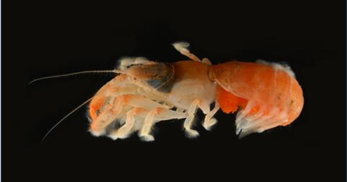 Objev nového vzácného korýše u pobřeží Jeju