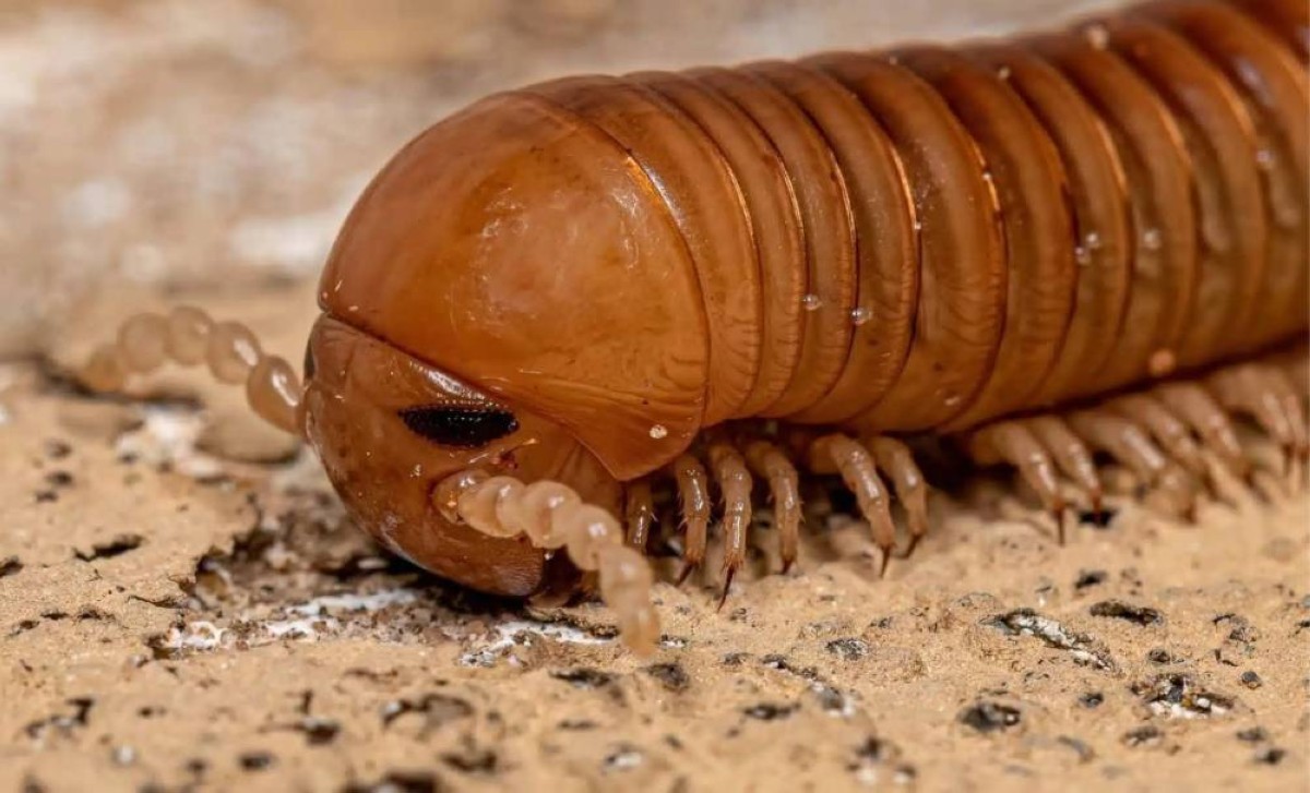 Objev obří fosilie prehistorického mnohoštětinatce v Anglii