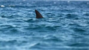 Objev obrovského žraloka z doby dinosaurů na severu Austrálie