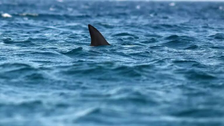 Objev obrovského žraloka z doby dinosaurů na severu Austrálie