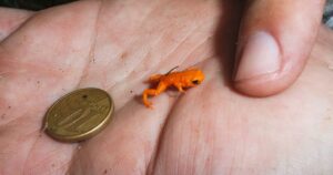 Objevování nového druhu nejmenší žáby na světě