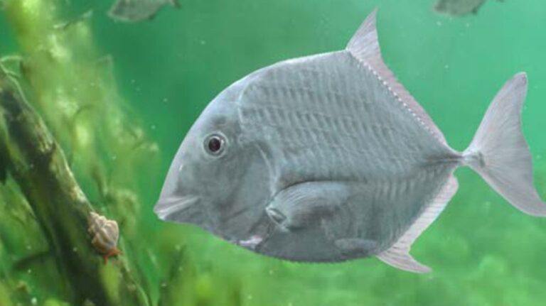 Objev starověkého druhu ryby v Maďarsku