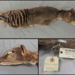 Obnova RNA z vyhynulého Tasmánského tygra