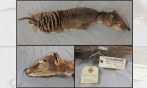 Obnova RNA z vyhynulého Tasmánského tygra