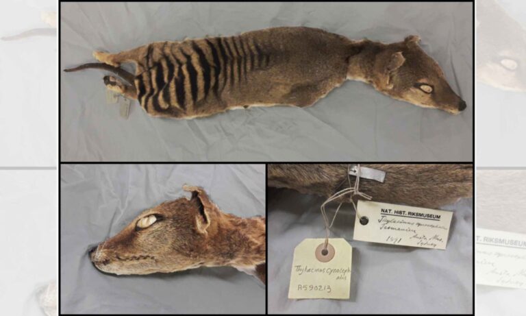 Obnova RNA z vyhynulého Tasmánského tygra