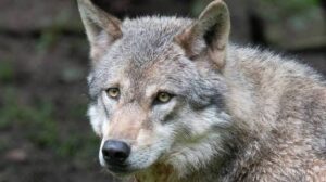 Odkryté stopy naznačují, že lidé měli kontrolu nad vlky na ostrově před více než 3 000 lety