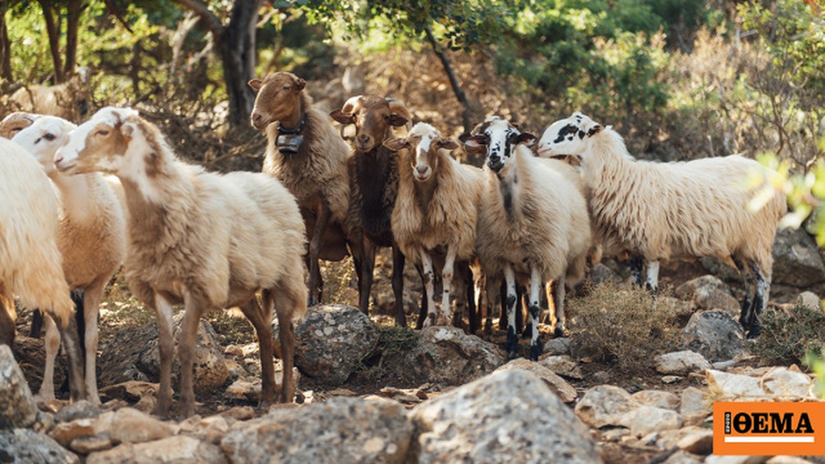 Odpovědnost za kontroverzi kolem "vzácného plemene ovcí Rumlouk" a dotace