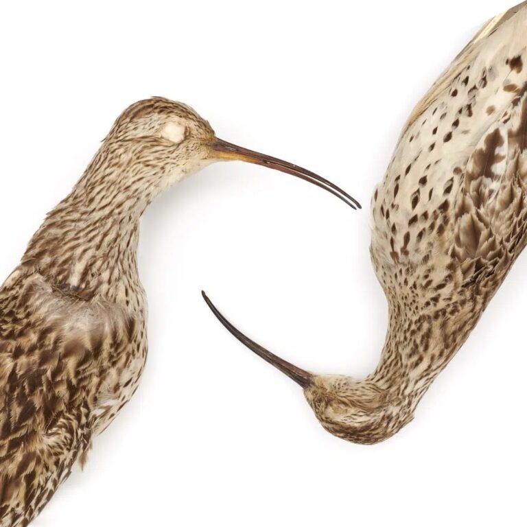 Oficiální vyhlášení vyhynutí nových druhů v roce 2025