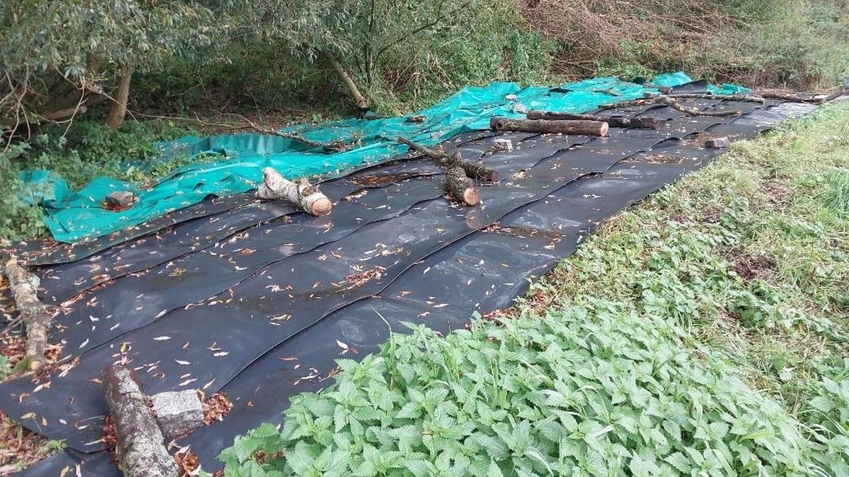 Orientální zackenschötchen: Nová invazivní rostlina v Berlíně