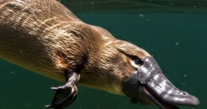 Platypus: Tajemný živočich z Austrálie