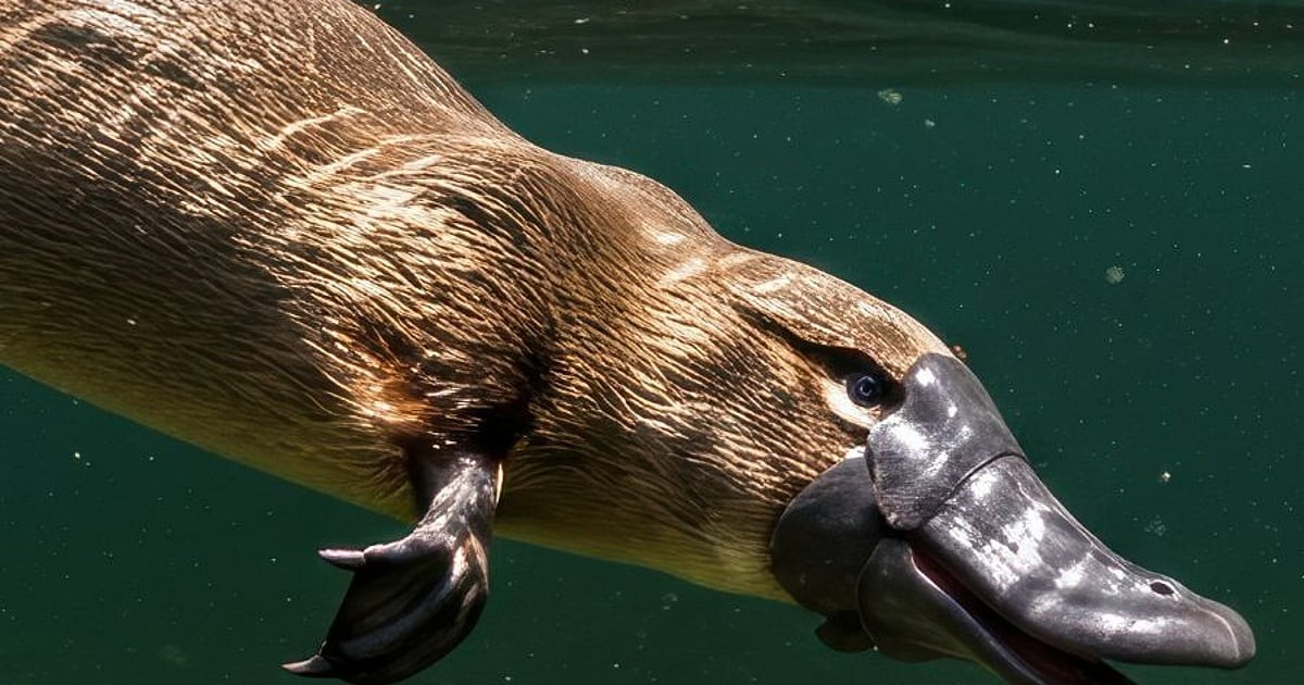 Platypus: Tajemný živočich z Austrálie