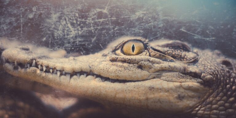 Posvátné krokodýly: Tajemství mumifikace v starověkém Egyptě