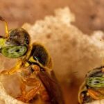 Práva amazonských včel bez žihadla v Peru