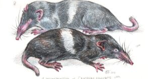 Příběh o Sonneratově hraboši: Objevení vzácného druhu