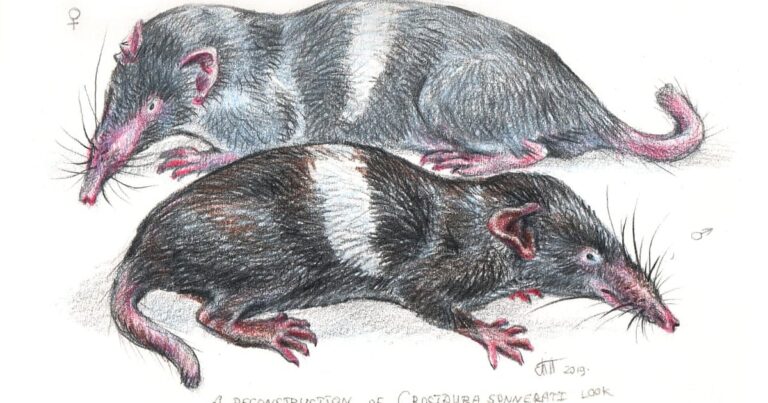 Příběh o Sonneratově hraboši: Objevení vzácného druhu