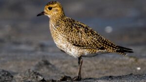 Příchod aranylilék na Alföld: Pozdní migrace a charakteristika druhu